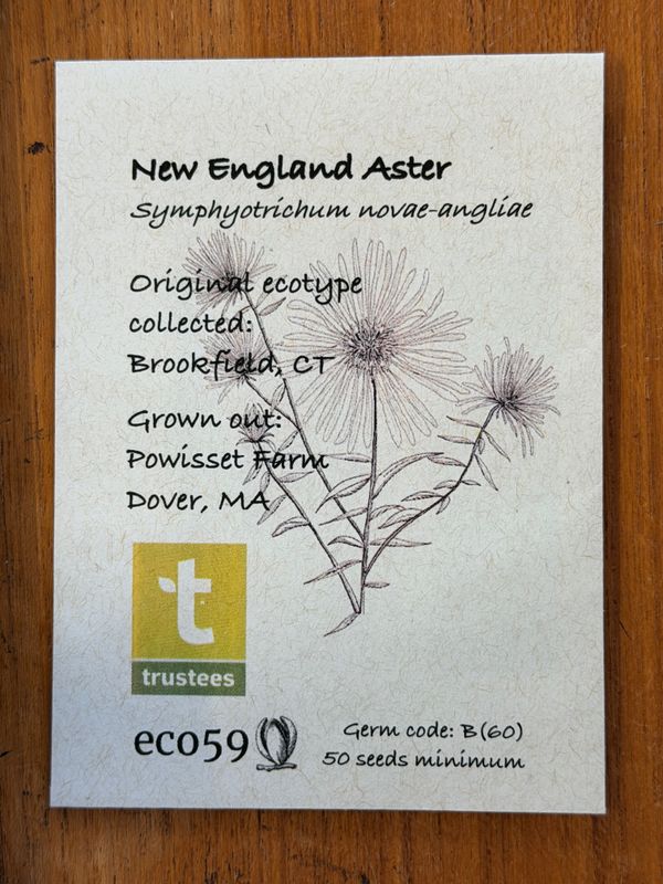 New England Aster Seeds