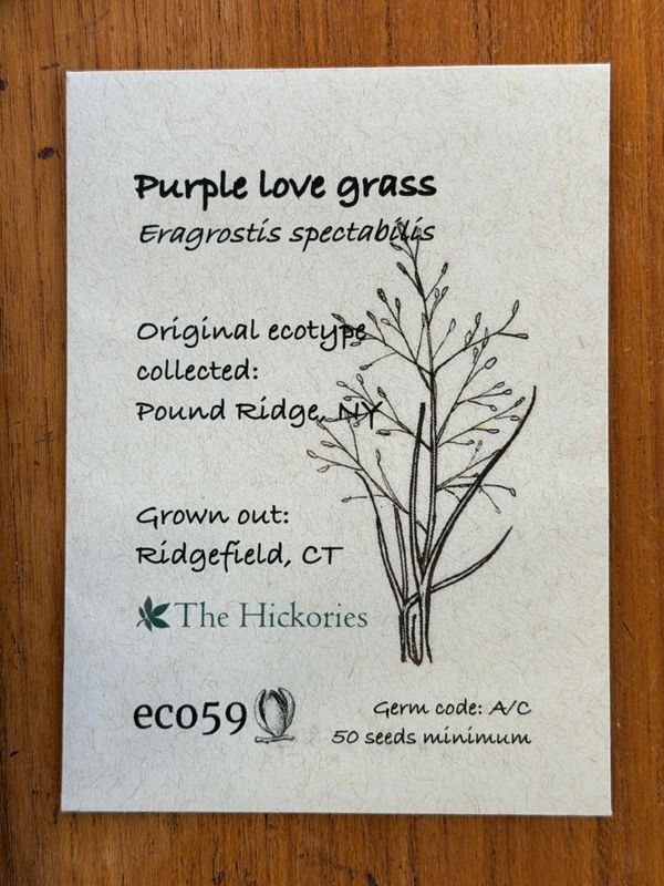 Purple Love Grass Seeds