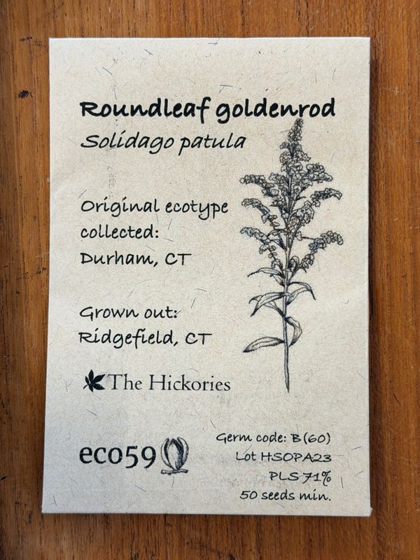 Roundleaf Goldenrod Seeds
