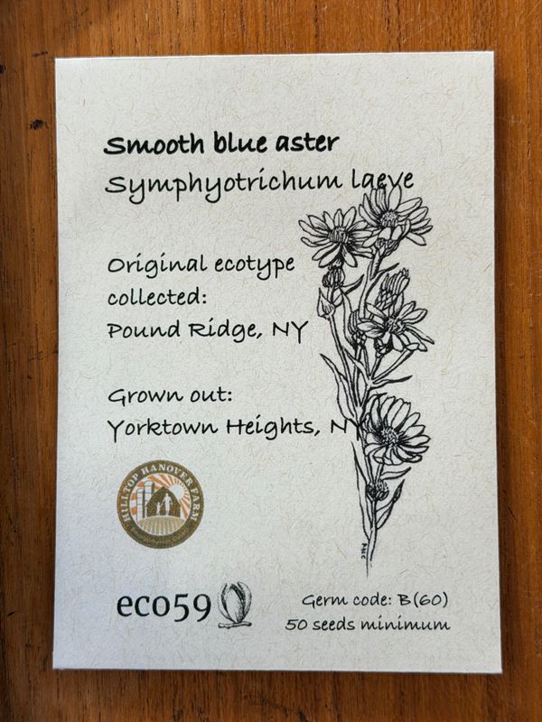 Smooth Blue Aster Seeds