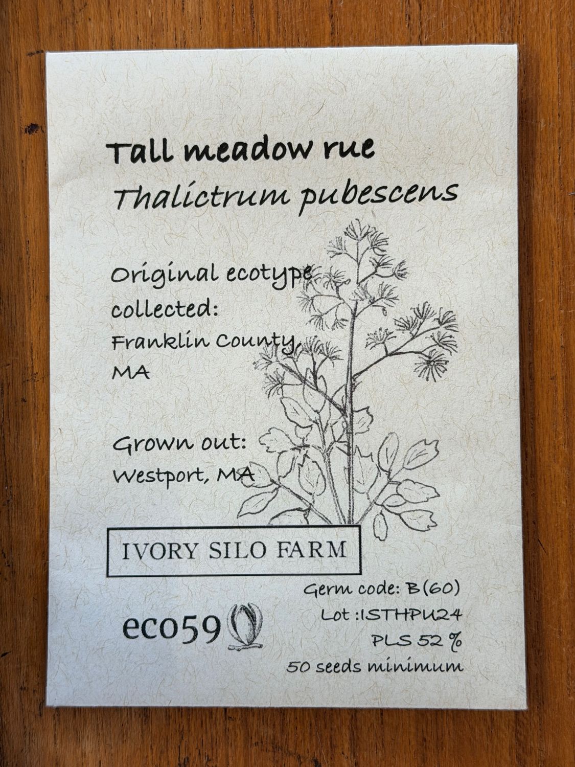 Tall Meadow Rue Seeds