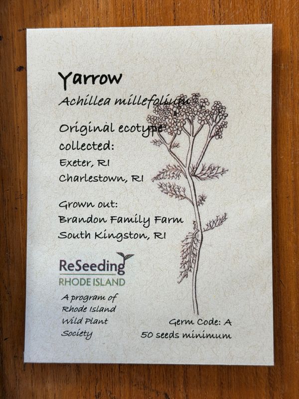 Yarrow Seeds