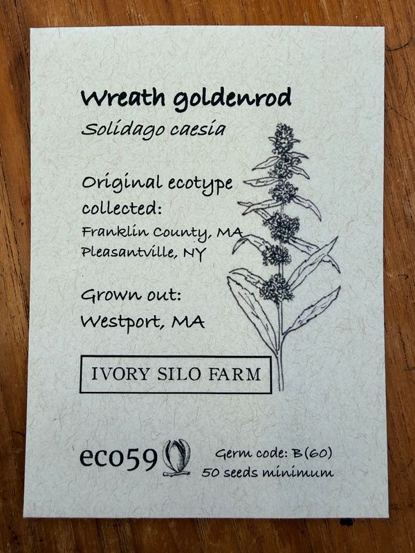 Wreath Goldenrod Seeds