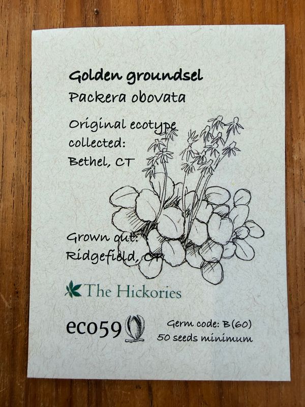 Golden Groundsel Seeds