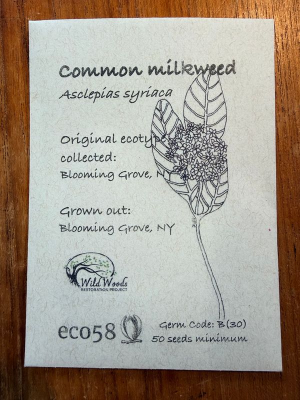 Common Milkweed Seeds