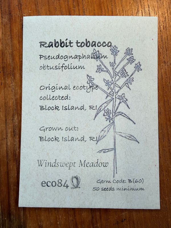 Rabbit Tobacco Seeds