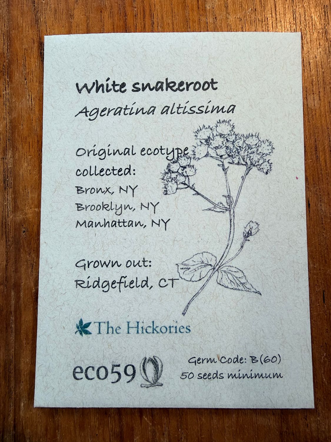 White Snakeroot Seeds