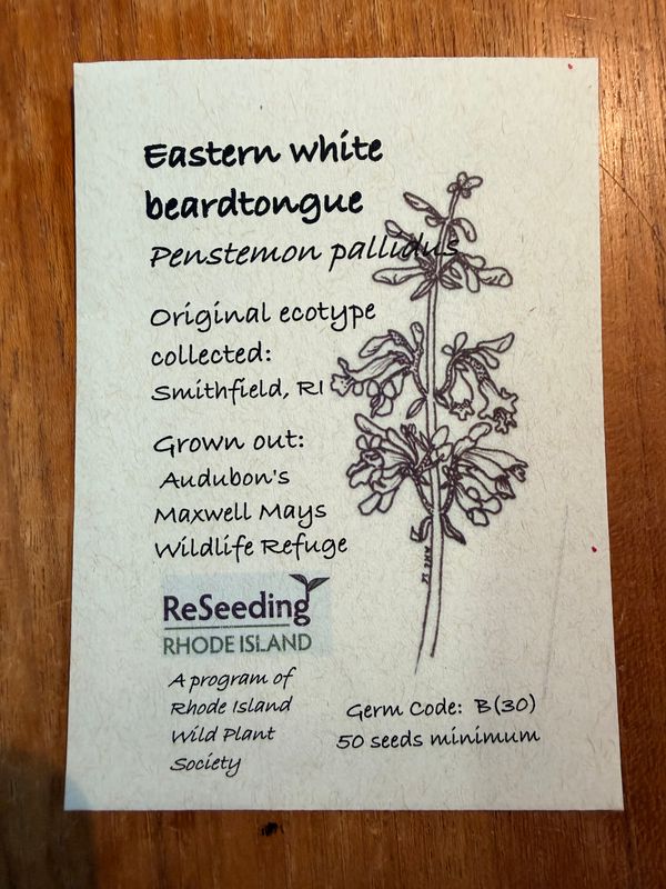 Eastern White Beardtongue Seeds