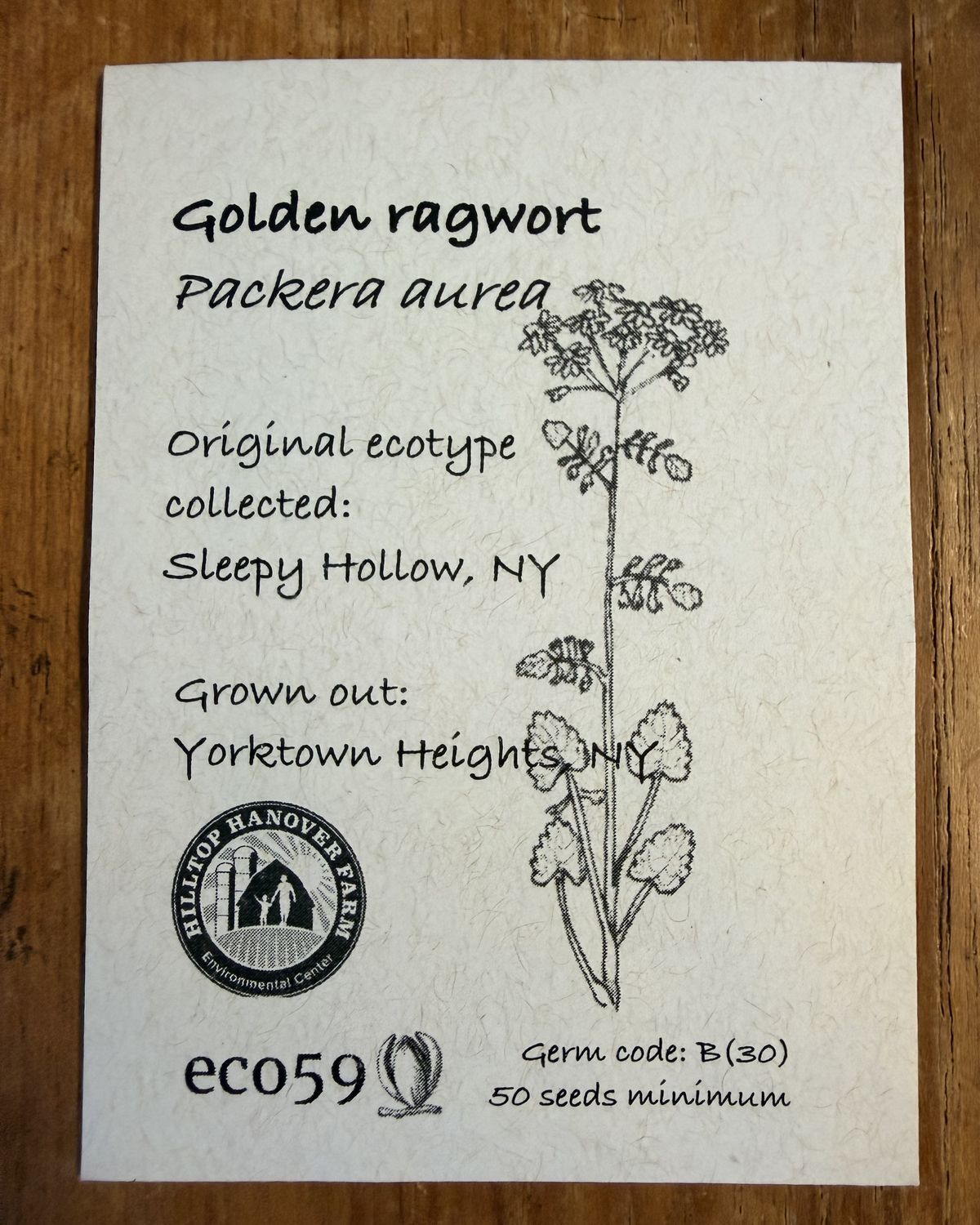 Golden Ragwort Seeds