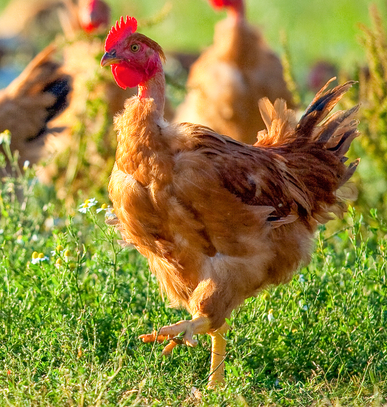 Poulet prêt à cuire (moyen) - 13,70€ le kg