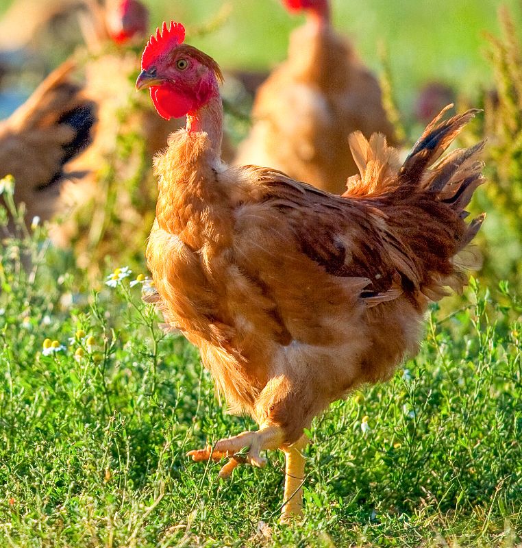 Poulet prêt à cuire- Moyen (Surgelé) - 14,70€ le kg Poulet prêt à cuire- Moyen (Surgelé) - 14,70€ le kg