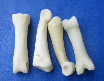 Coyote Toe Bone