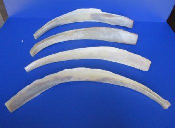 Water Buffalo Rib Bone