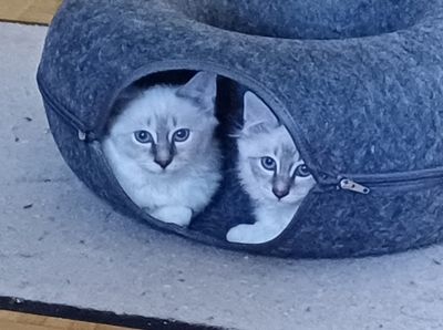 Bequemer Katzentunnel ( 50x20 cm )