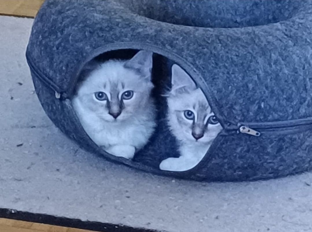 Bequemer Katzentunnel ( 50x20 cm )