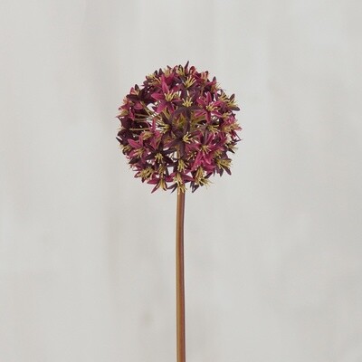 Pick - Allium