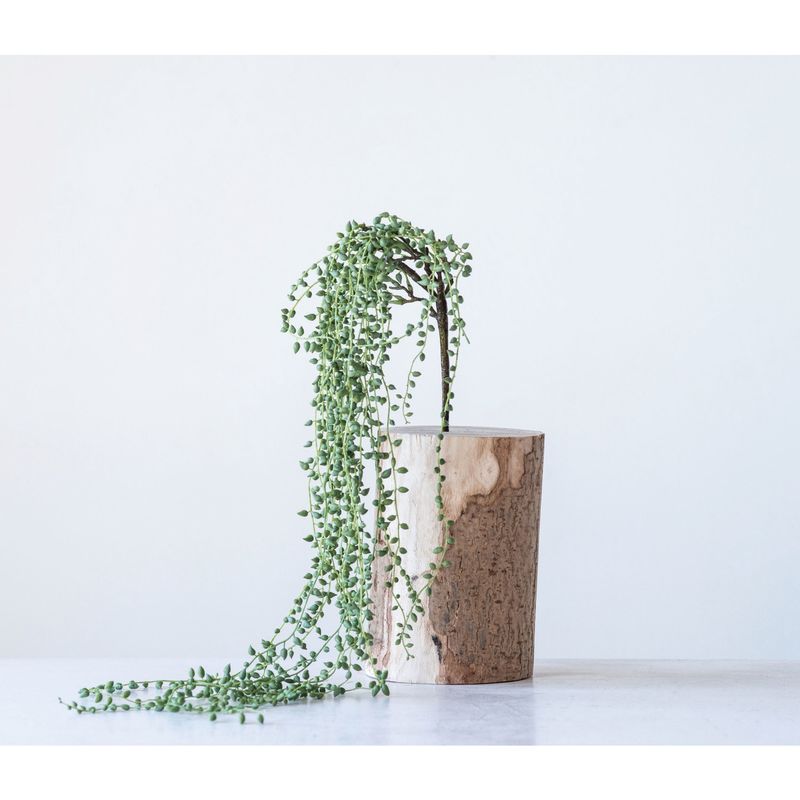 String of Pearls Plant