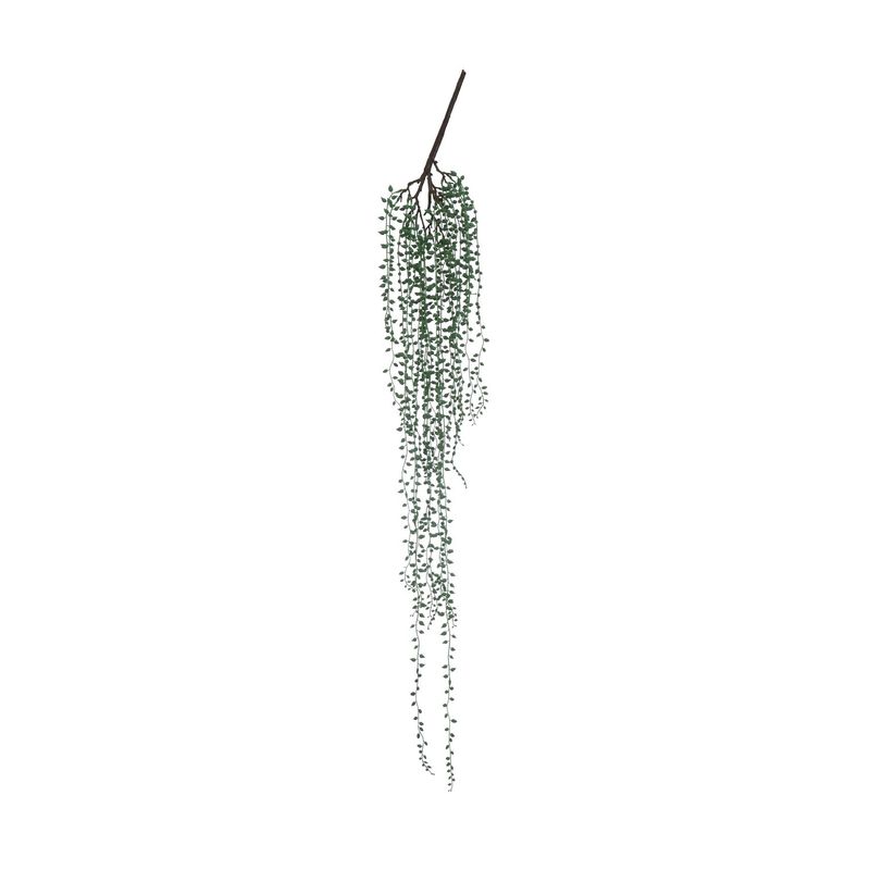 String of Pearls Plant