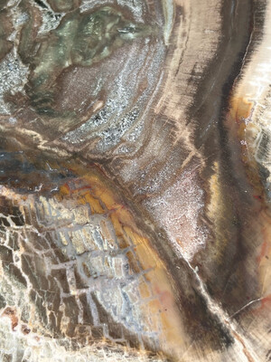 Petrified Wood Slab