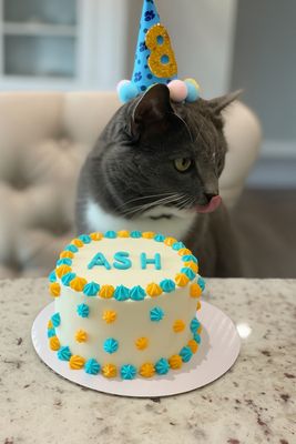 Cat Cake