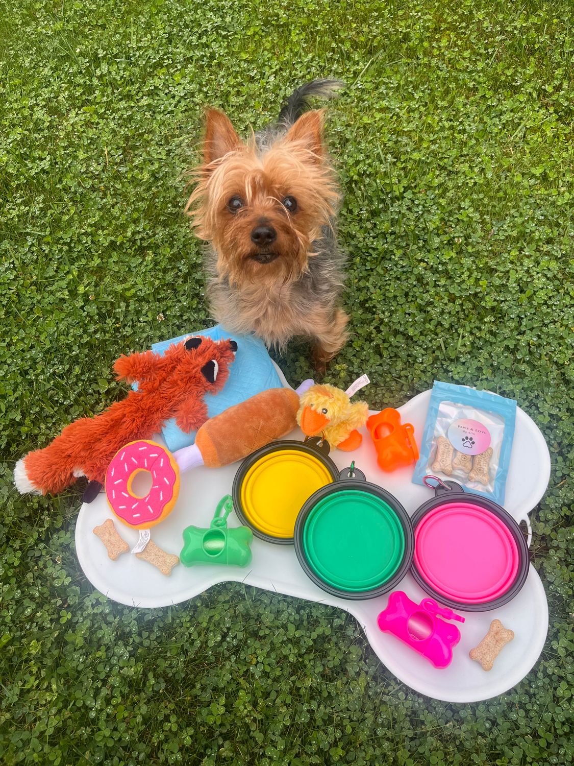 Paws Welcome Pack