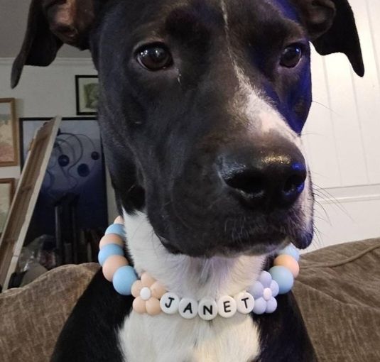 Peachy Blue Paw Personalized Beaded Dog Collar
