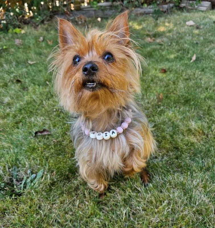 Paws of Bliss Glam Crystal Beaded Dog Collar