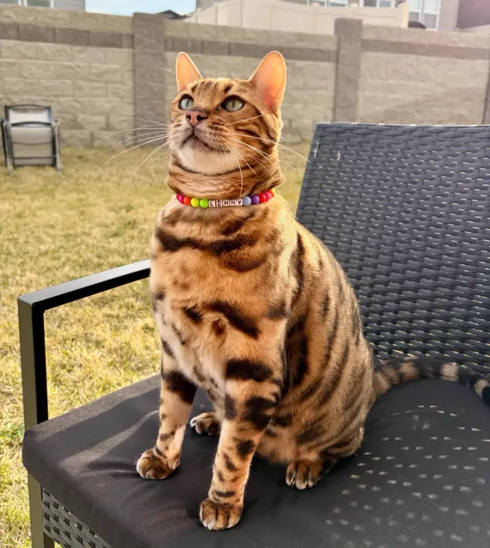 Personalized Breakaway Beaded Cat Collar – Silicone Beads &amp; Custom Name
