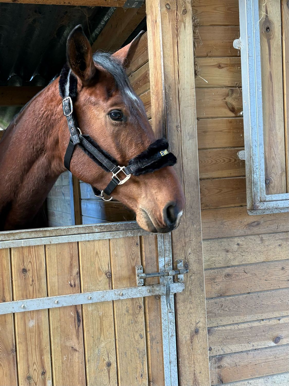 Licol taille cheval noir /Glitter