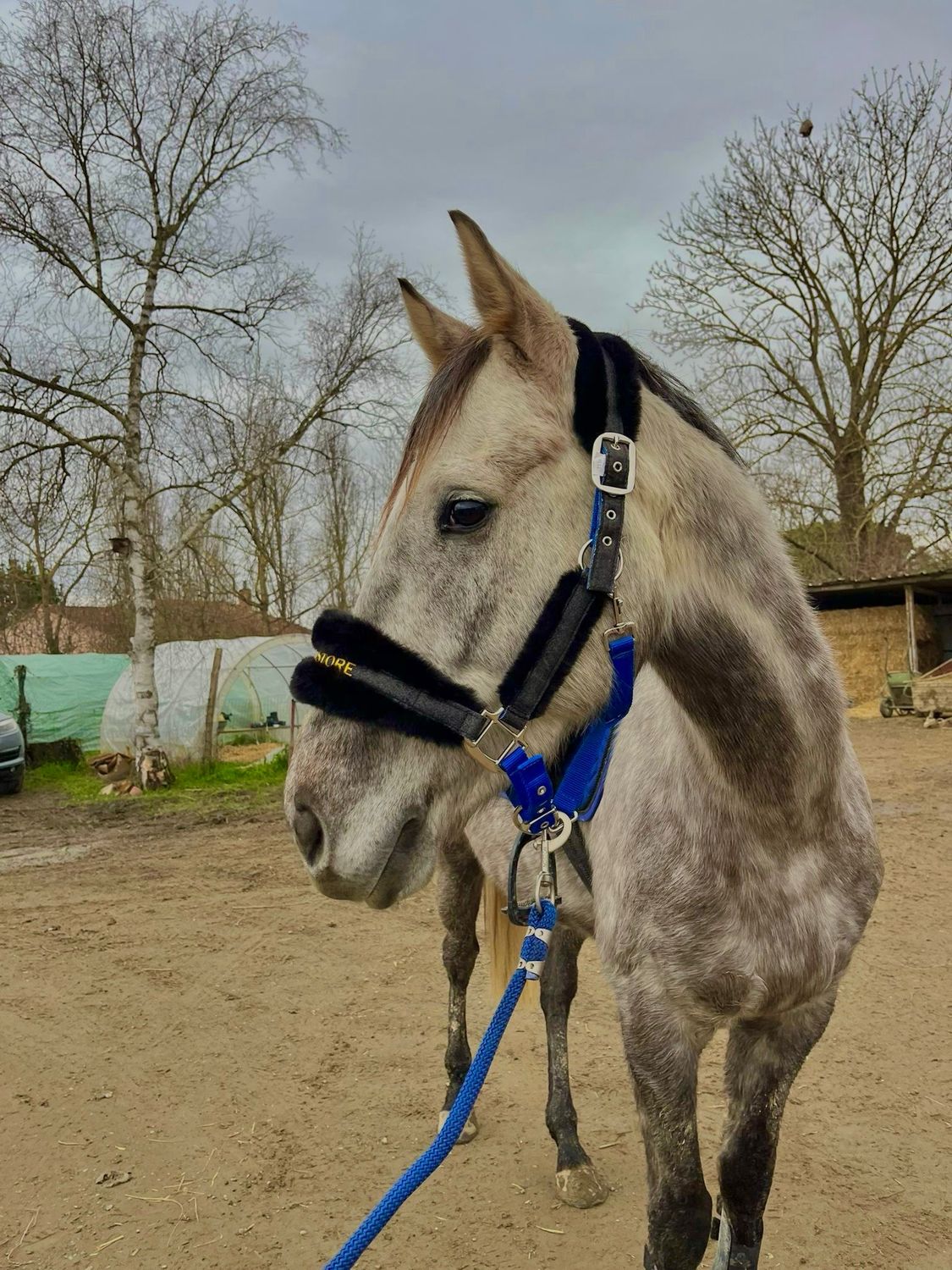 Licol taille cheval bleu roi /Glitter