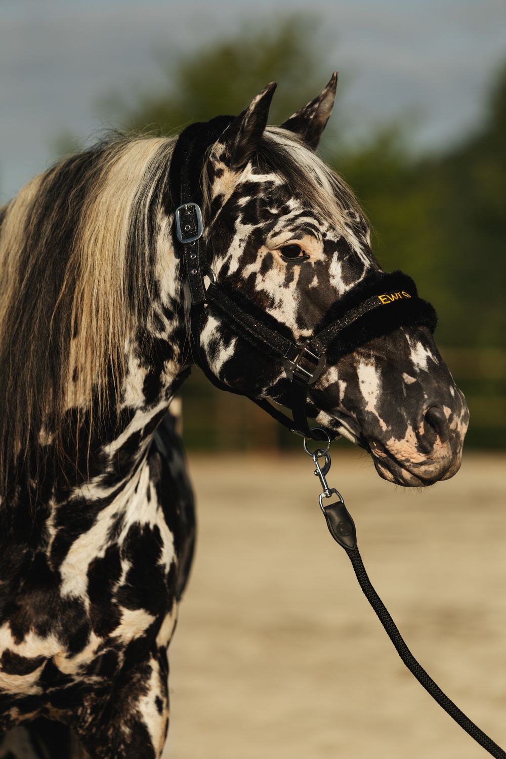Licol taille cheval noir /Glitter