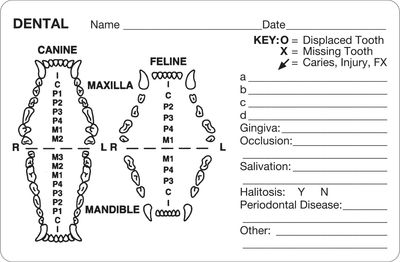 DENTAL EXAMINATION RECORDS (Canine + Feline) (Detailed) Labels DENTAL EXAMINATION RECORDS (Canine + Feline) (Detailed) Labels