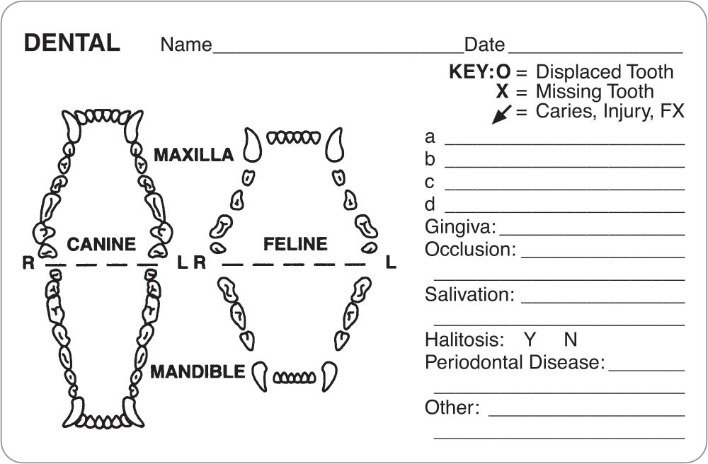 DENTAL EXAMINATION RECORDS (Canine + Feline) Labels
