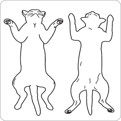 PHYSICAL EXAM DIAGRAM (Feline) Labels