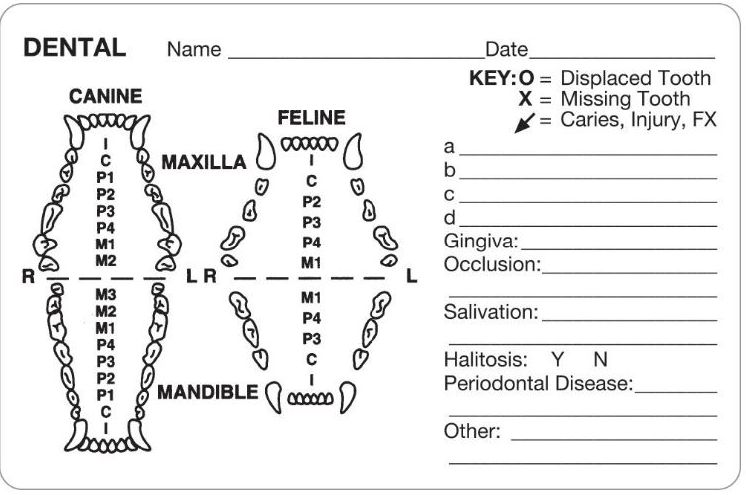 DENTAL EXAMINATION RECORDS (Canine + Feline) (Detailed) Labels