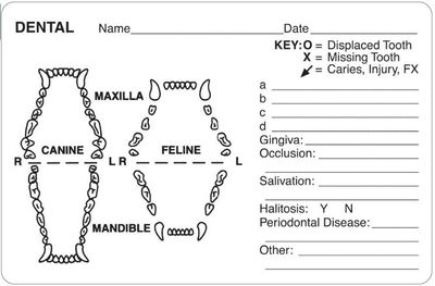 DENTAL EXAMINATION RECORDS (Canine + Feline) Labels