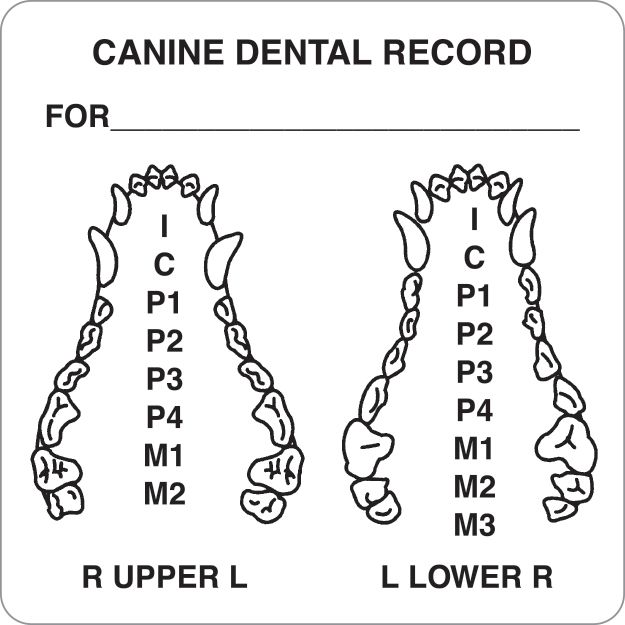 CANINE DENTAL RECORD (Diagram Only) Labels