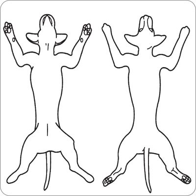 PHYSICAL EXAM DIAGRAM (Canine) Labels