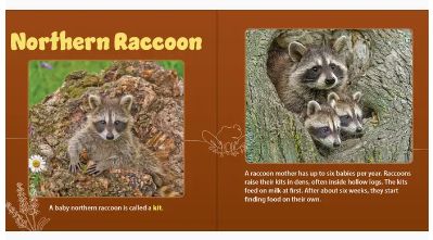 Forest Mamas &amp; Babies Book