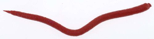 GULP BLOODWORM Bait , Size: BER GEBWBLI