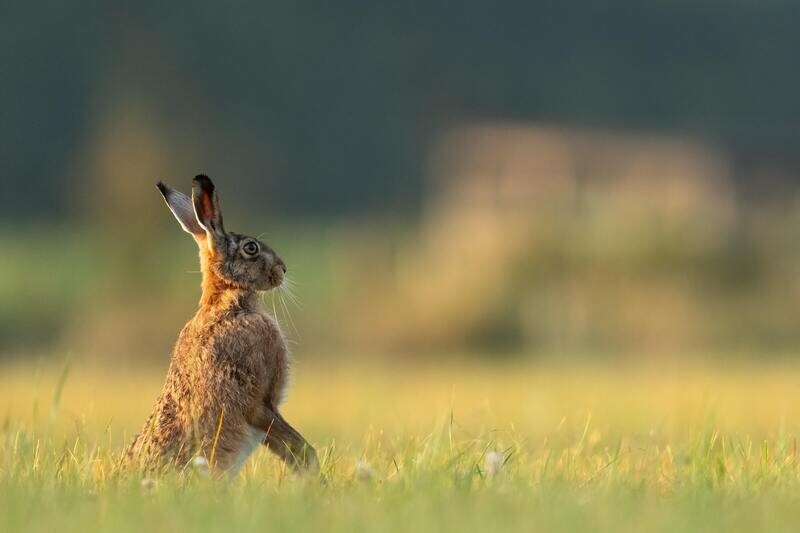 The magical nature of hares