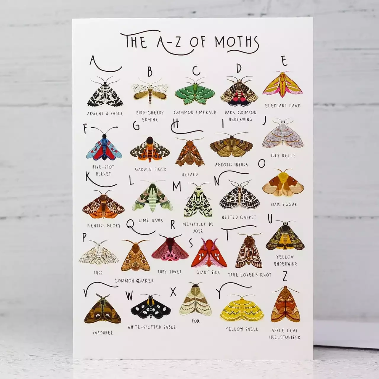 A-z of Moths Card by Bea Baranowska