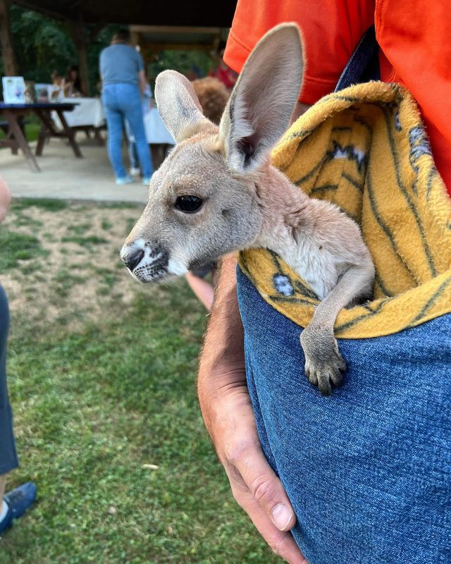 Baby Kangaroo Visit Monday, July 20th, 10am-11am