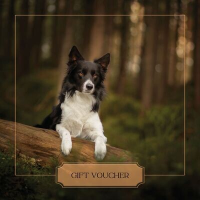 tail wagging pawtrait gift voucher