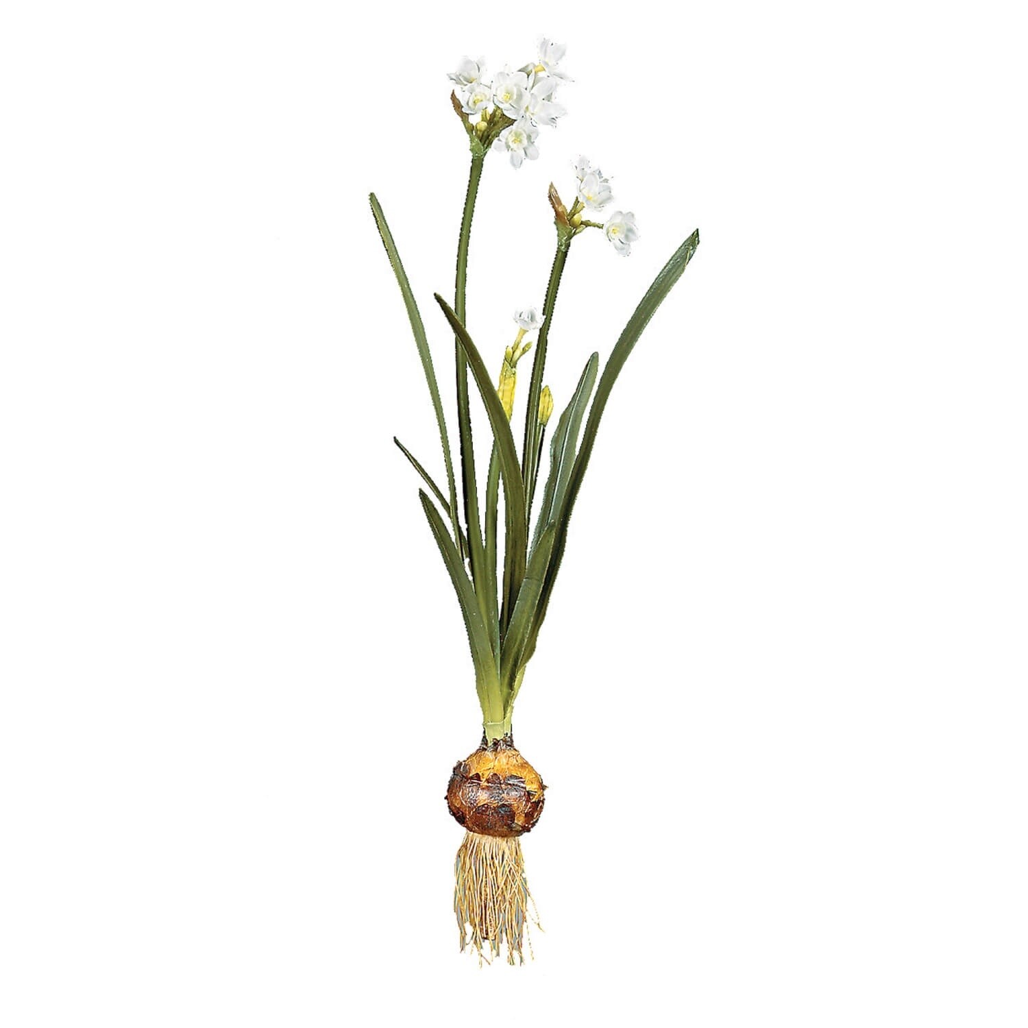 Paper White Bulb Stem