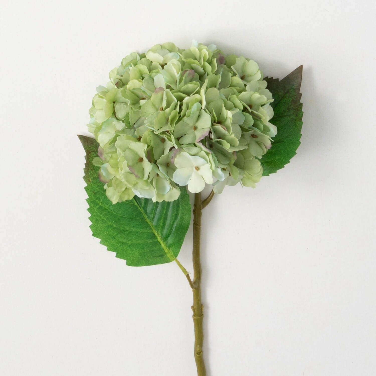 Hydrangea