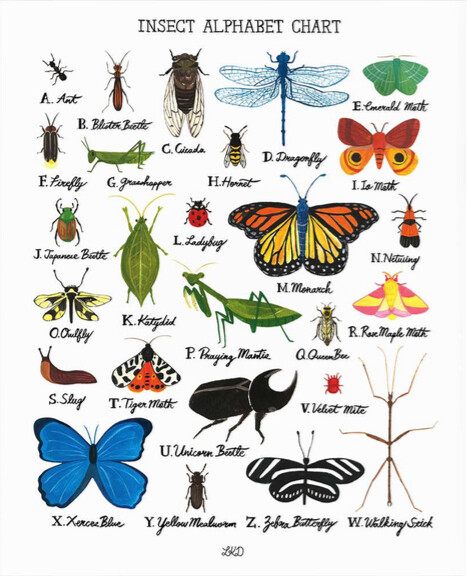 Alphabet Print Insects