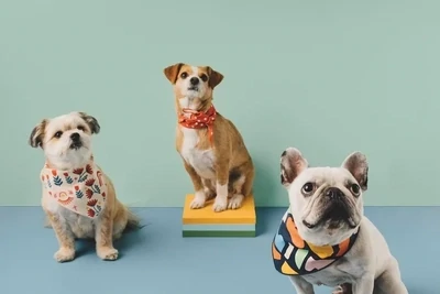 Pet Accessories
