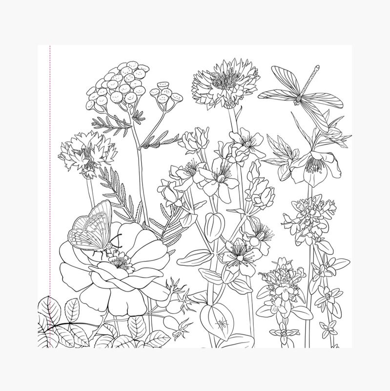 Colouring Book Wildflowers