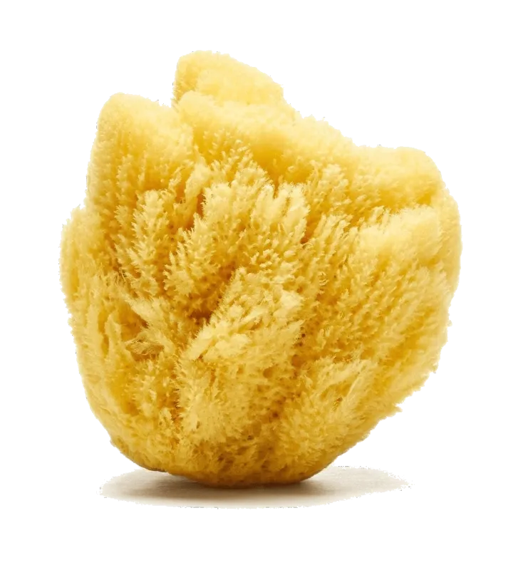 Sandy The Sea Sponge